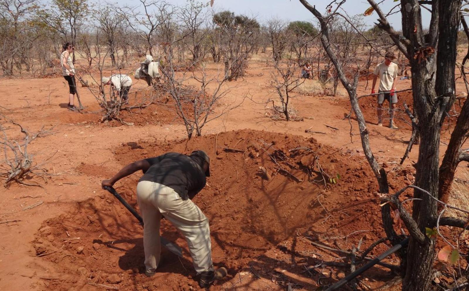 Closeup of a lioness' face 